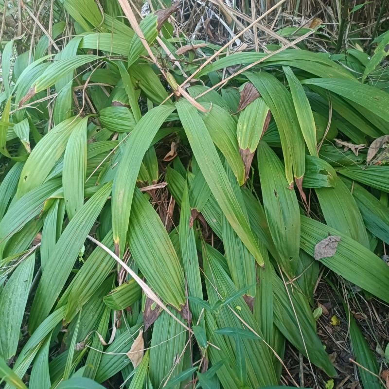 精品白芨多年生白芨现挖现发质量优良欢迎来电洽谈