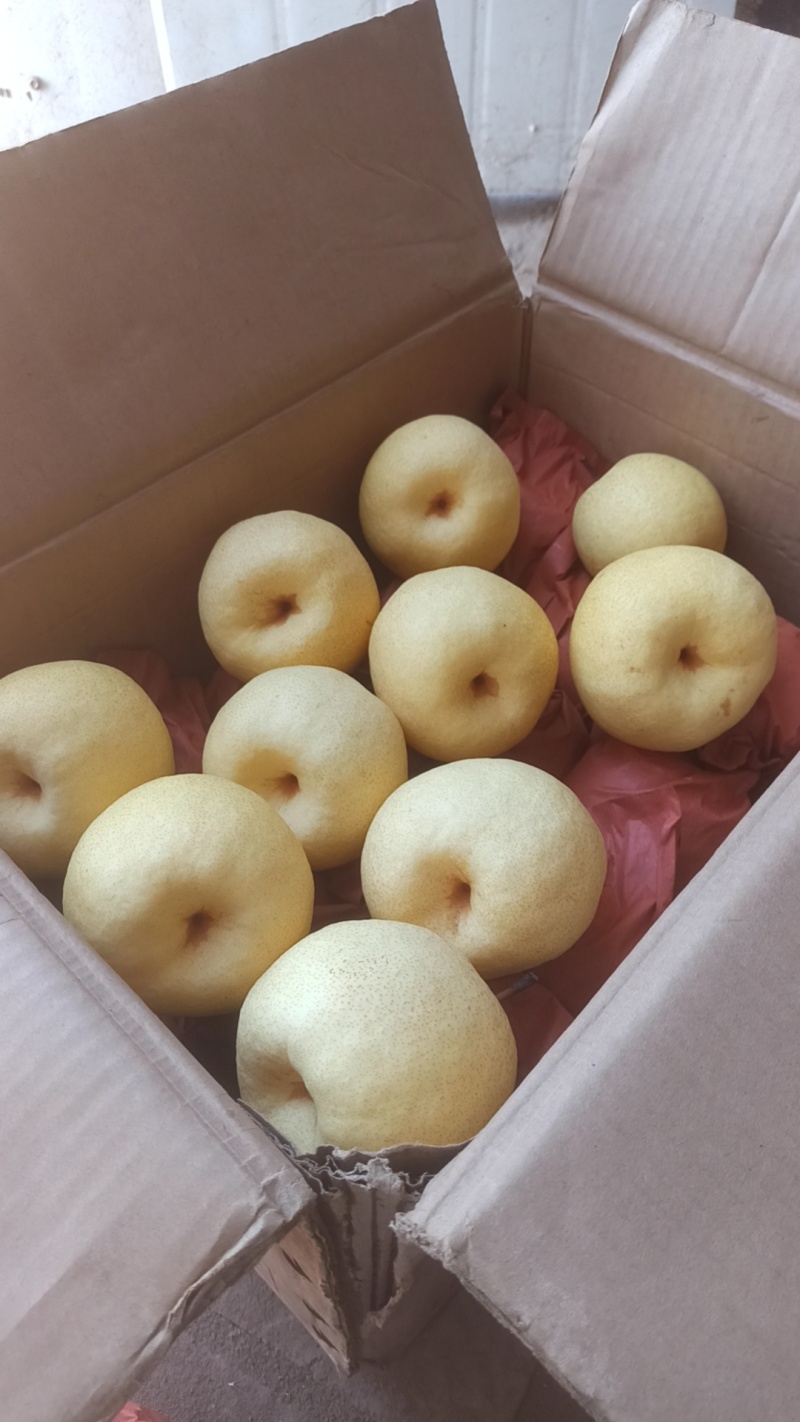 山西平遥酥梨贡梨蜜梨