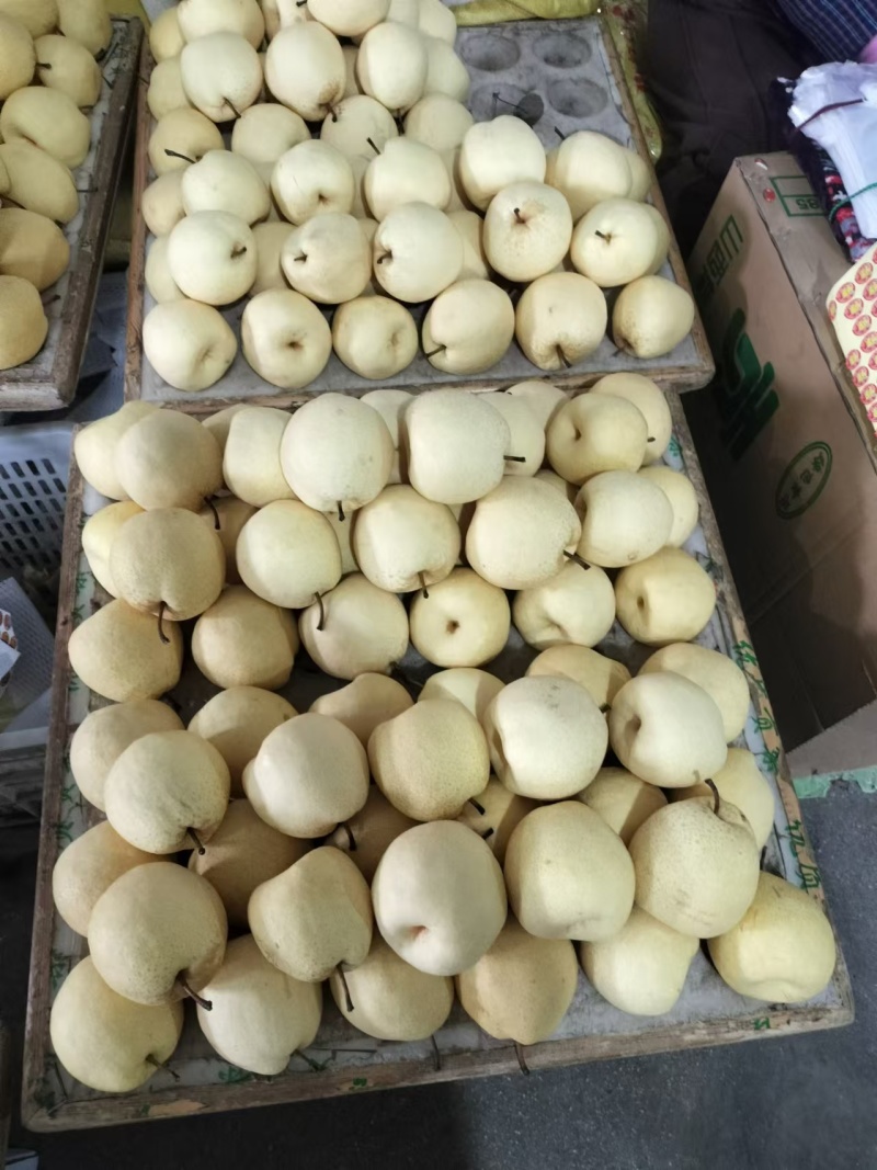 山西平遥酥梨贡梨蜜梨