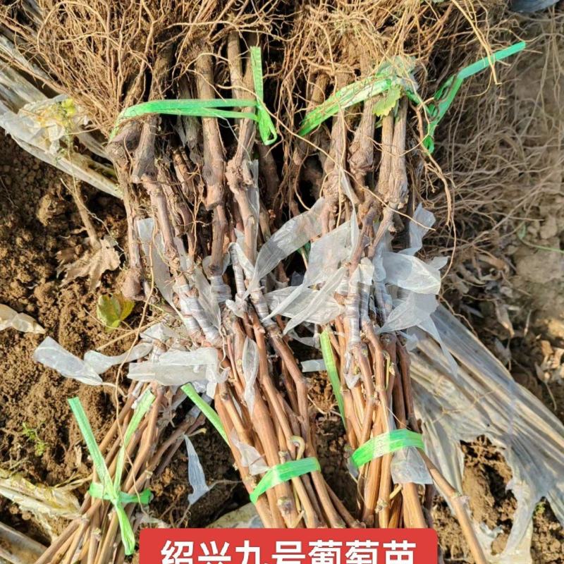 河北绍兴九号葡萄苗极早熟品种口感甜基地直发