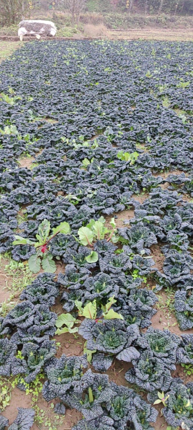 随州土特产泡泡清