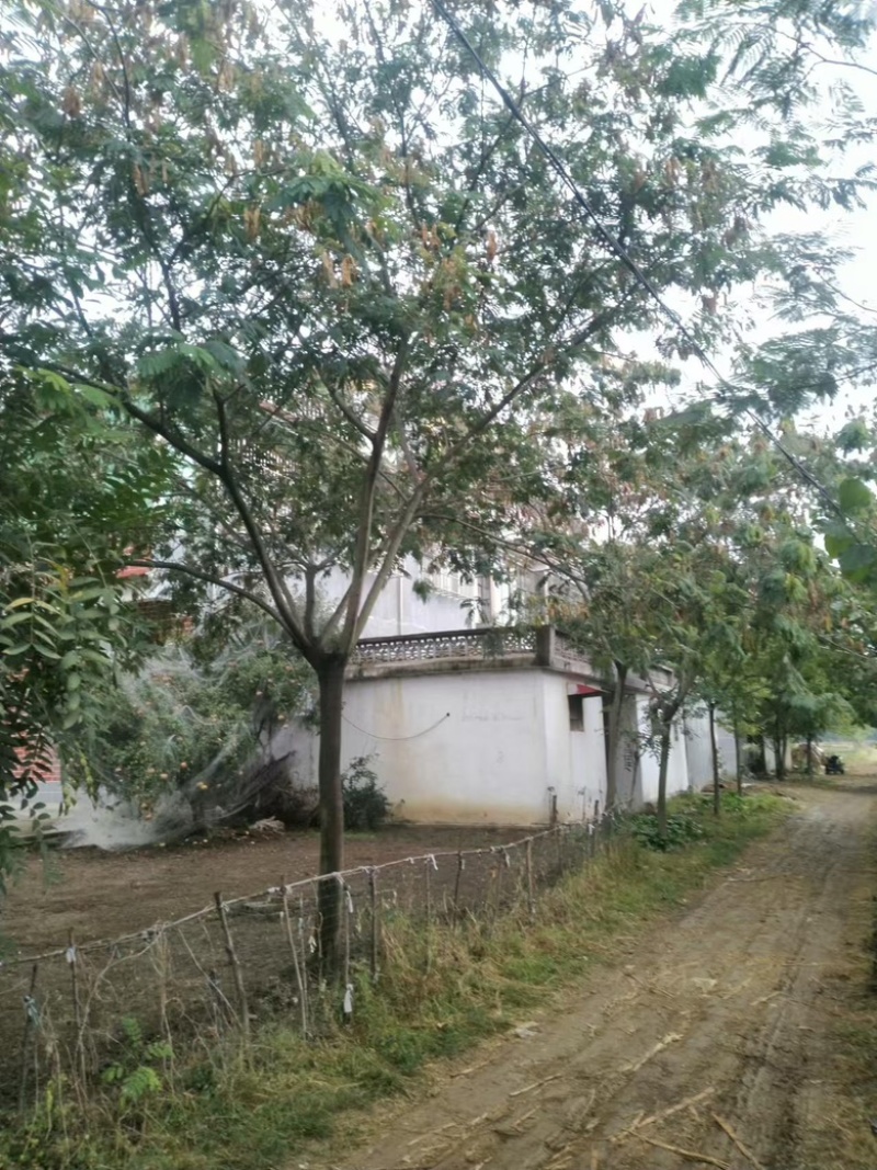 15公分合欢