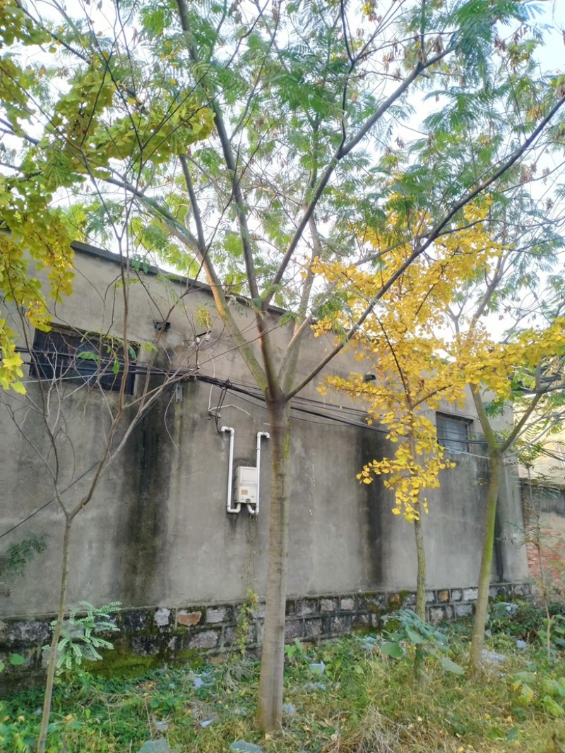 15公分合欢