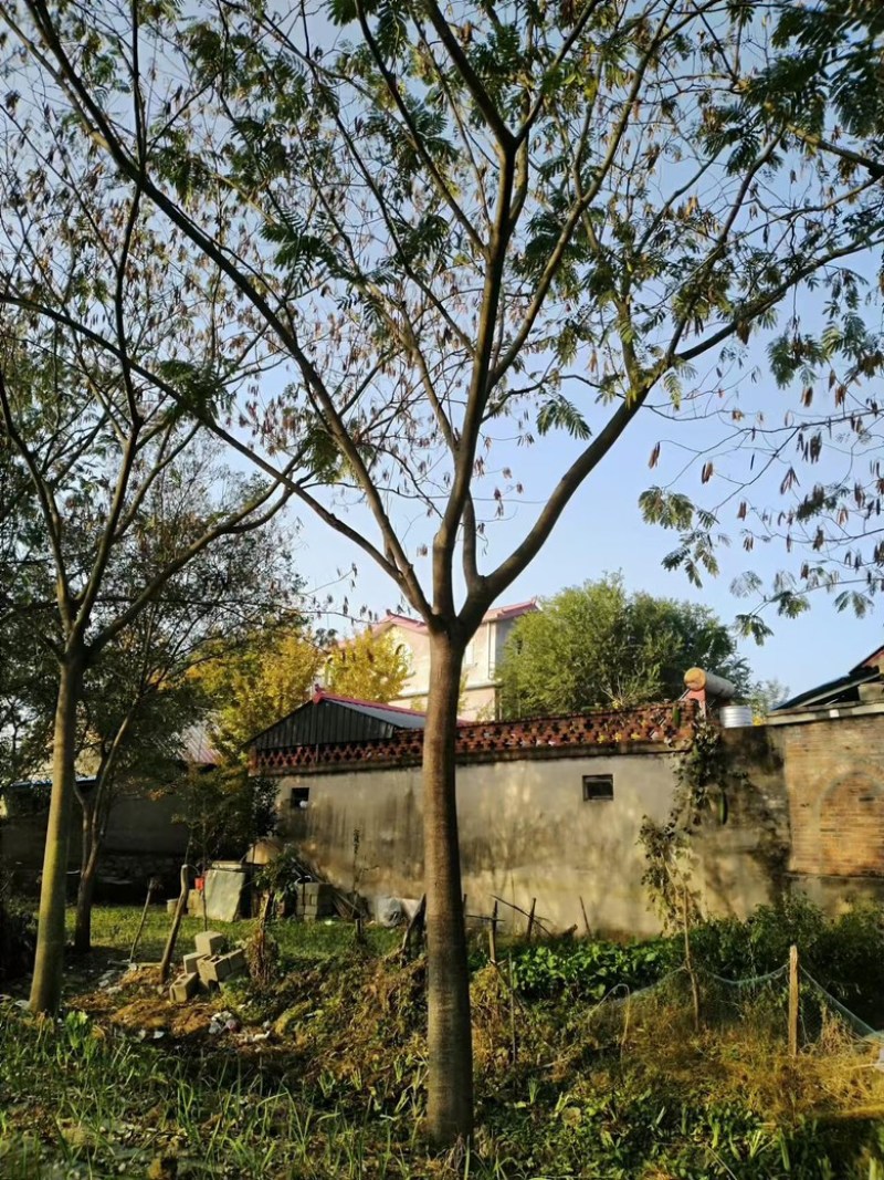 15公分合欢