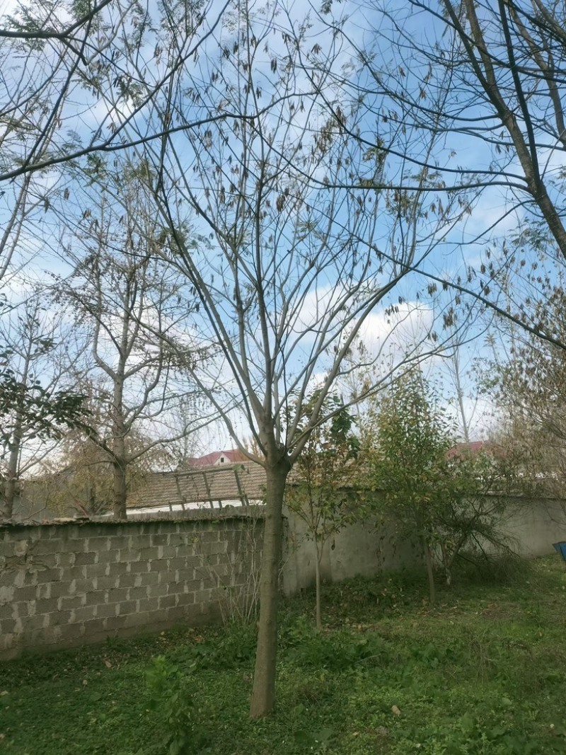 15公分合欢