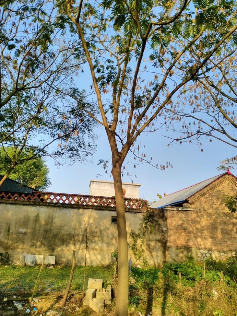 15公分合欢