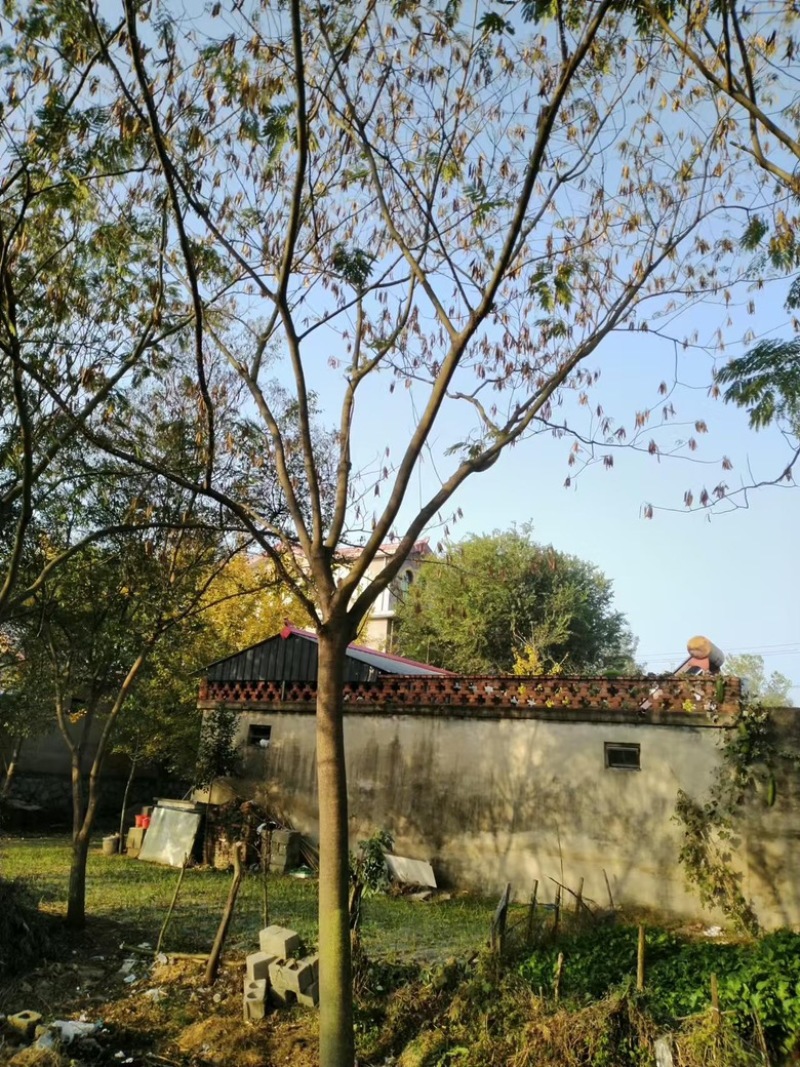 15公分合欢