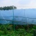 爱媛果冻橙，80及以上80%左右，3万斤+