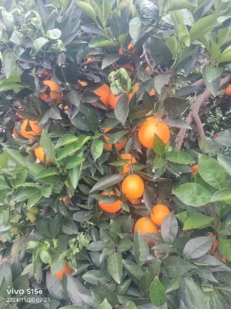 湖南纽荷尔脐橙新鲜上市货源充足价格实惠