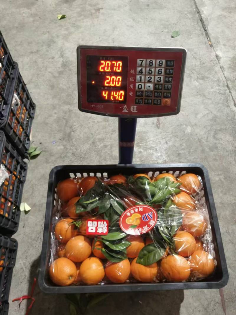 湖南纽荷尔脐橙大量上市一手货源价格实惠量大从优