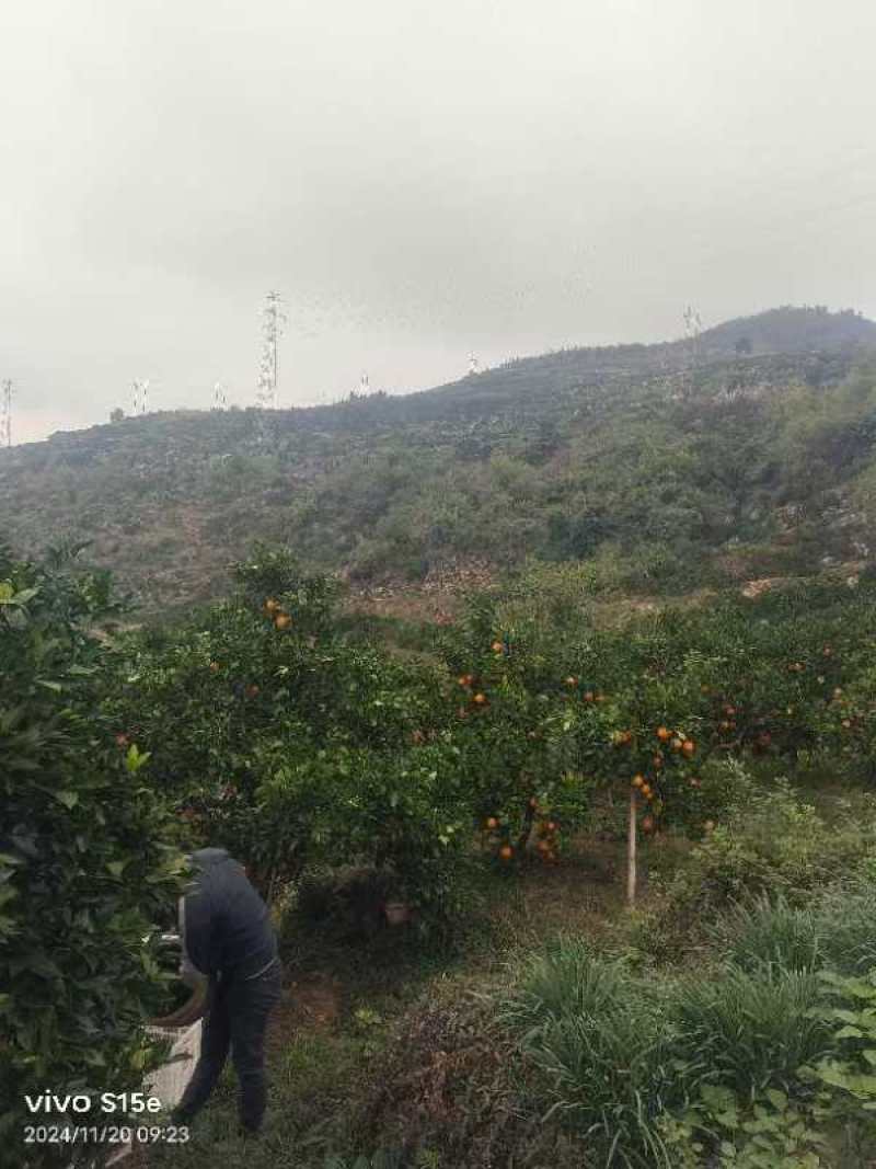 湖南纽荷尔脐橙大量上市一手货源价格实惠量大从优
