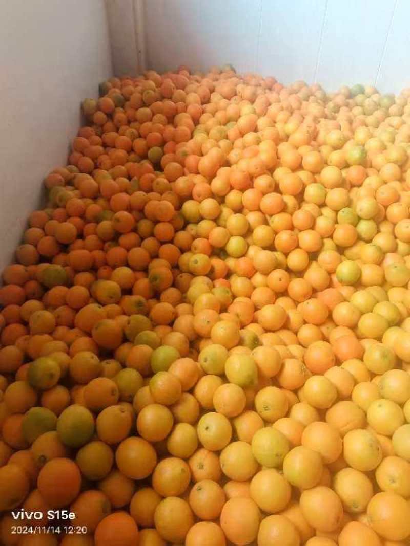 湖南纽荷尔脐橙大量上市一手货源价格实惠量大从优