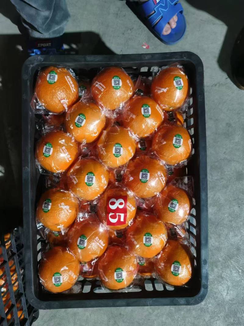 湖南纽荷尔脐橙大量上市一手货源价格实惠量大从优