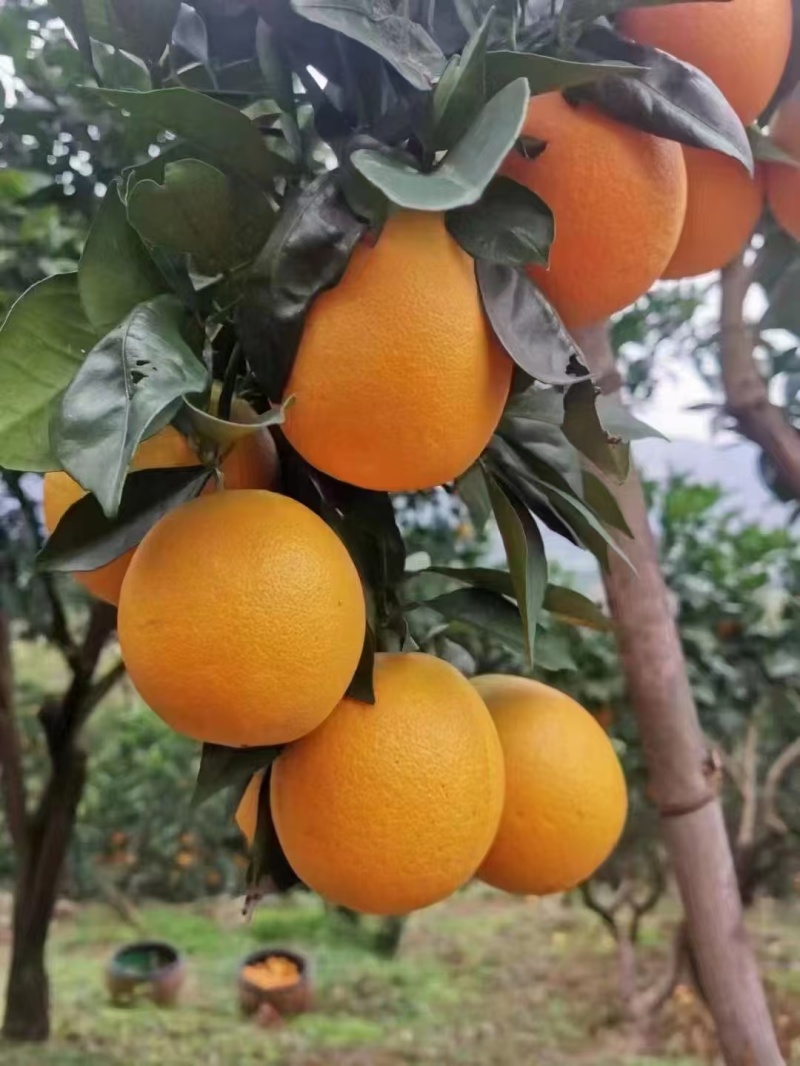 湖南纽荷尔脐橙大量上市一手货源价格实惠量大从优