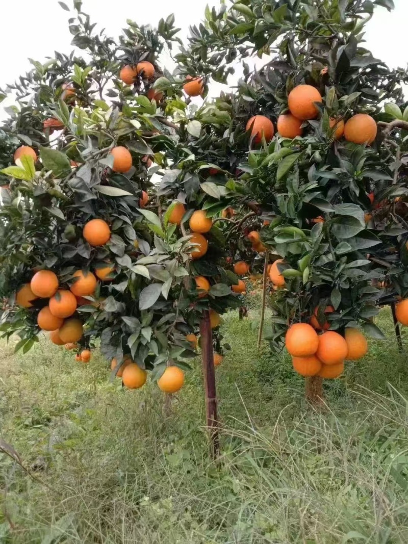湖南纽荷尔脐橙大量上市一手货源价格实惠量大从优