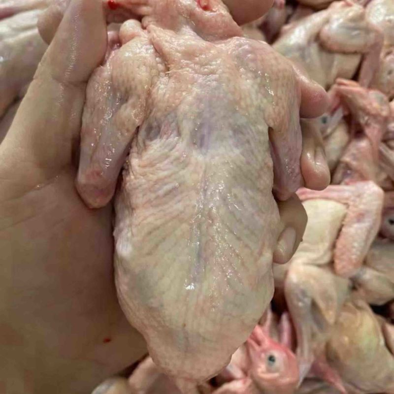 新鲜乳鸽