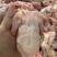 新鲜乳鸽