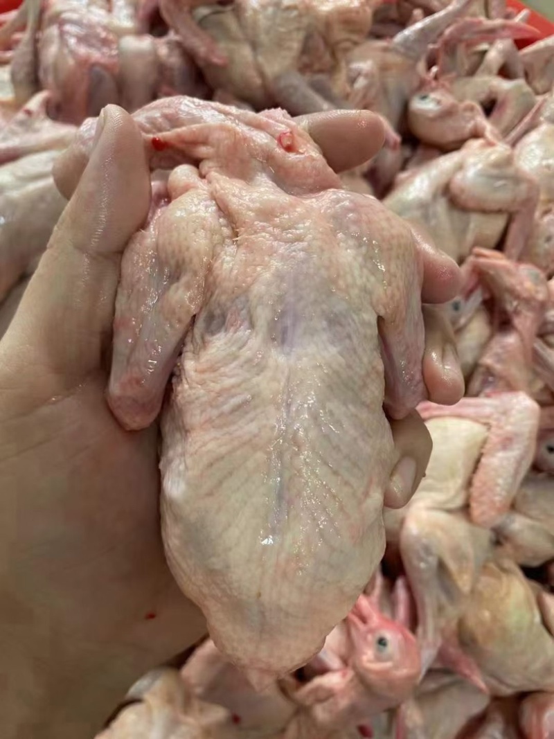 新鲜乳鸽