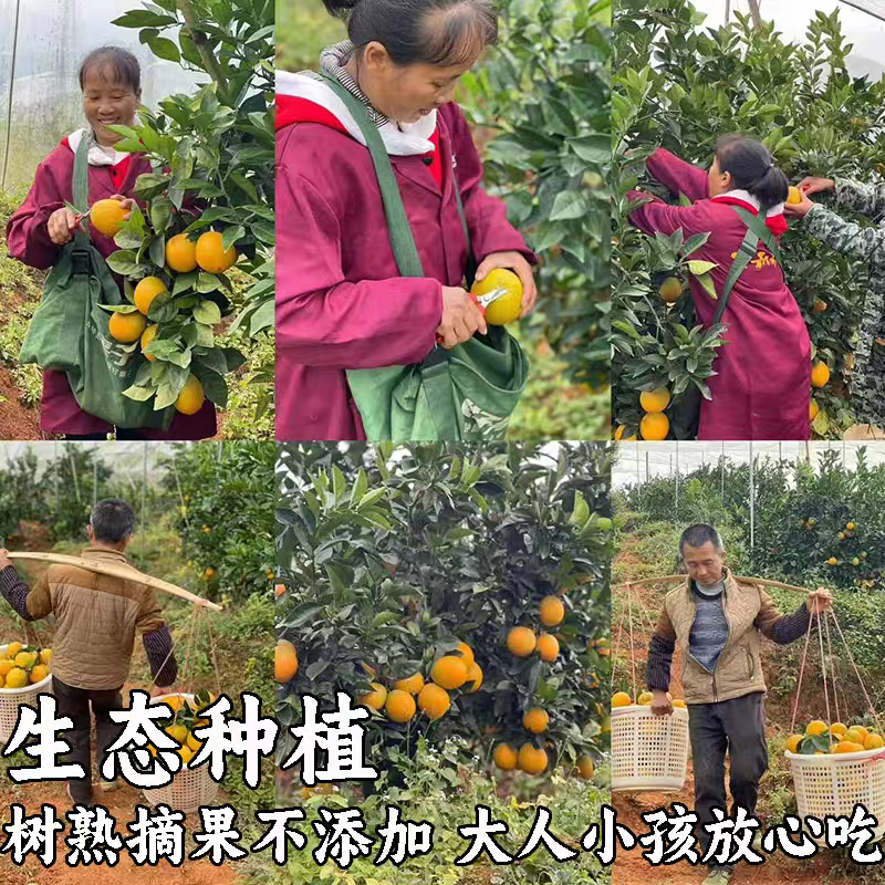 正宗江西赣南脐橙，纯甜多汁，产地直发，支持一件代发