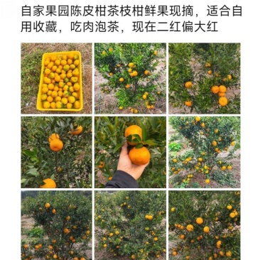 陈皮柑鲜果现摘现发