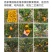 陈皮柑鲜果现摘现发