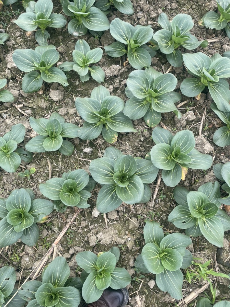 纯绿色无公害露天蔬菜苏州青大黑菜