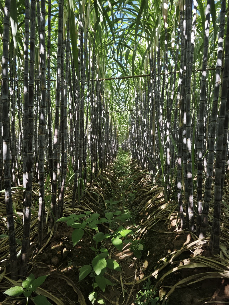 云南黑皮甘蔗，货源充足，产地直发