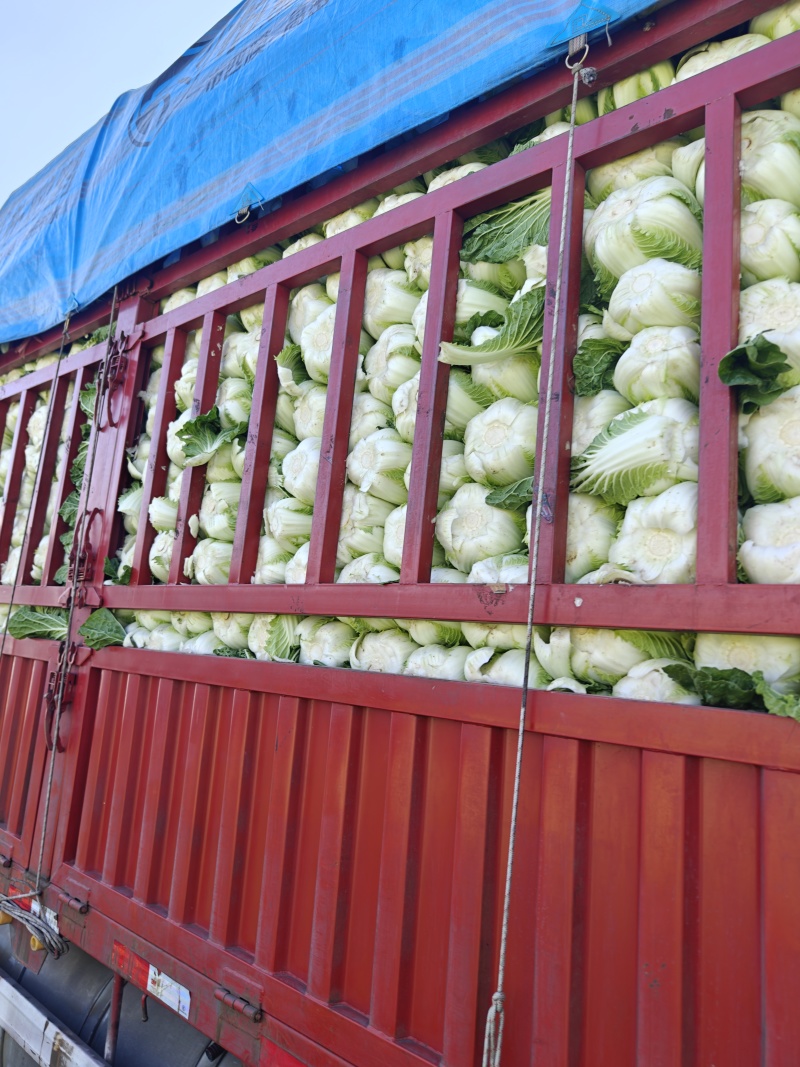 陆良本地大白菜，现货量大黄心大白菜，价格便宜