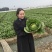 陆良本地大白菜，现货量大黄心大白菜，价格便宜