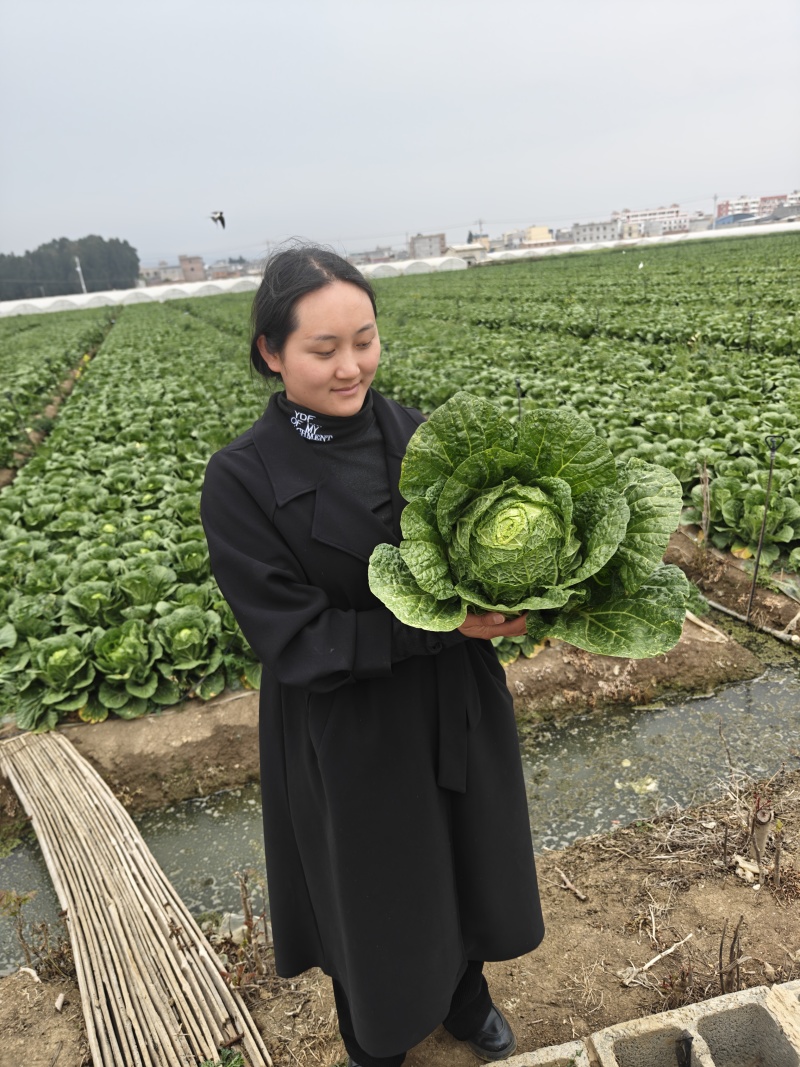 陆良本地大白菜，现货量大黄心大白菜，价格便宜