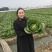 陆良本地大白菜，现货量大黄心大白菜，价格便宜