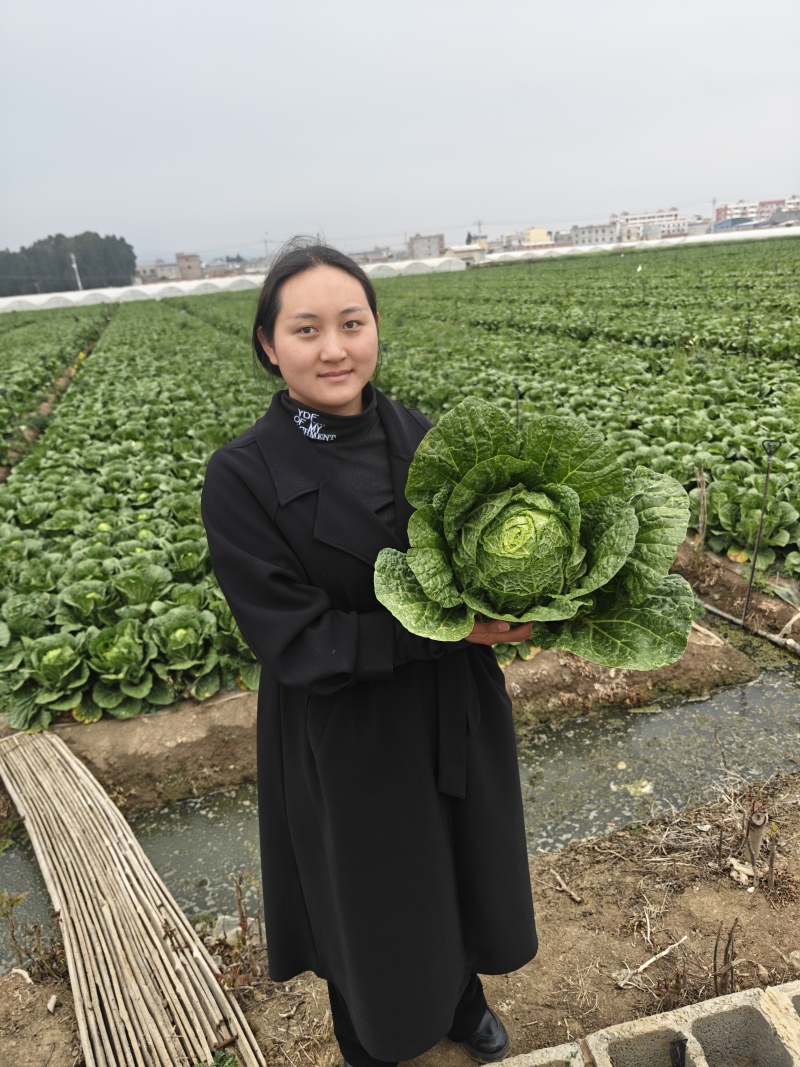 陆良本地大白菜，现货量大黄心大白菜，价格便宜