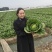 陆良本地大白菜，现货量大黄心大白菜，价格便宜