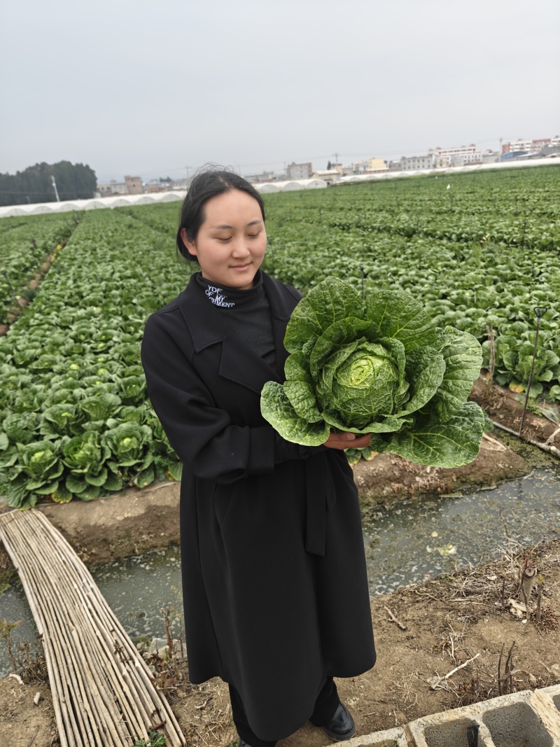 陆良本地大白菜，现货量大黄心大白菜，价格便宜