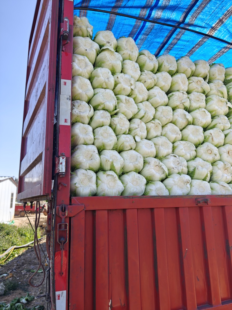 陆良本地大白菜，现货量大黄心大白菜，价格便宜