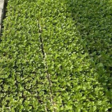 云南玉溪蔬菜苗西芹苗基地直供成活率高价格优惠