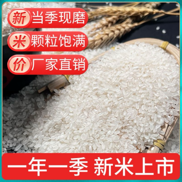 稻花香二号货源充足品质保证颗粒饱满新米稻香米