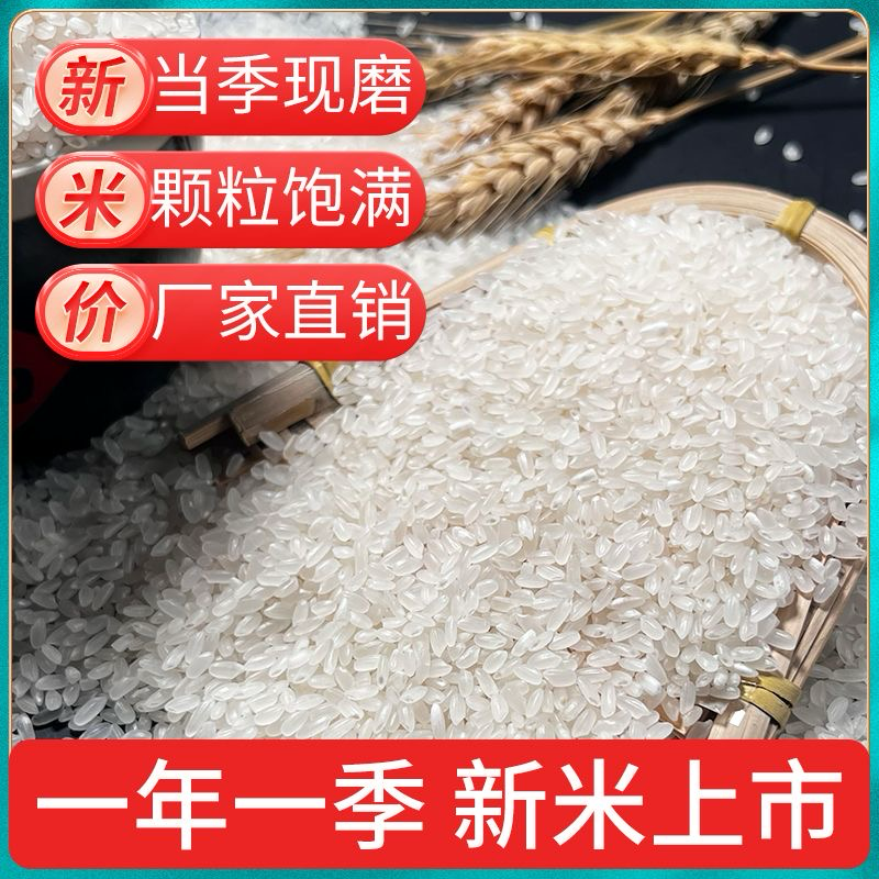 稻花香二号货源充足品质保证颗粒饱满新米稻香米