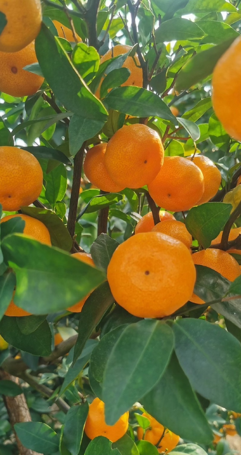 广西八月桔果肉饱满汁水充足化渣性好产地直发全国发货