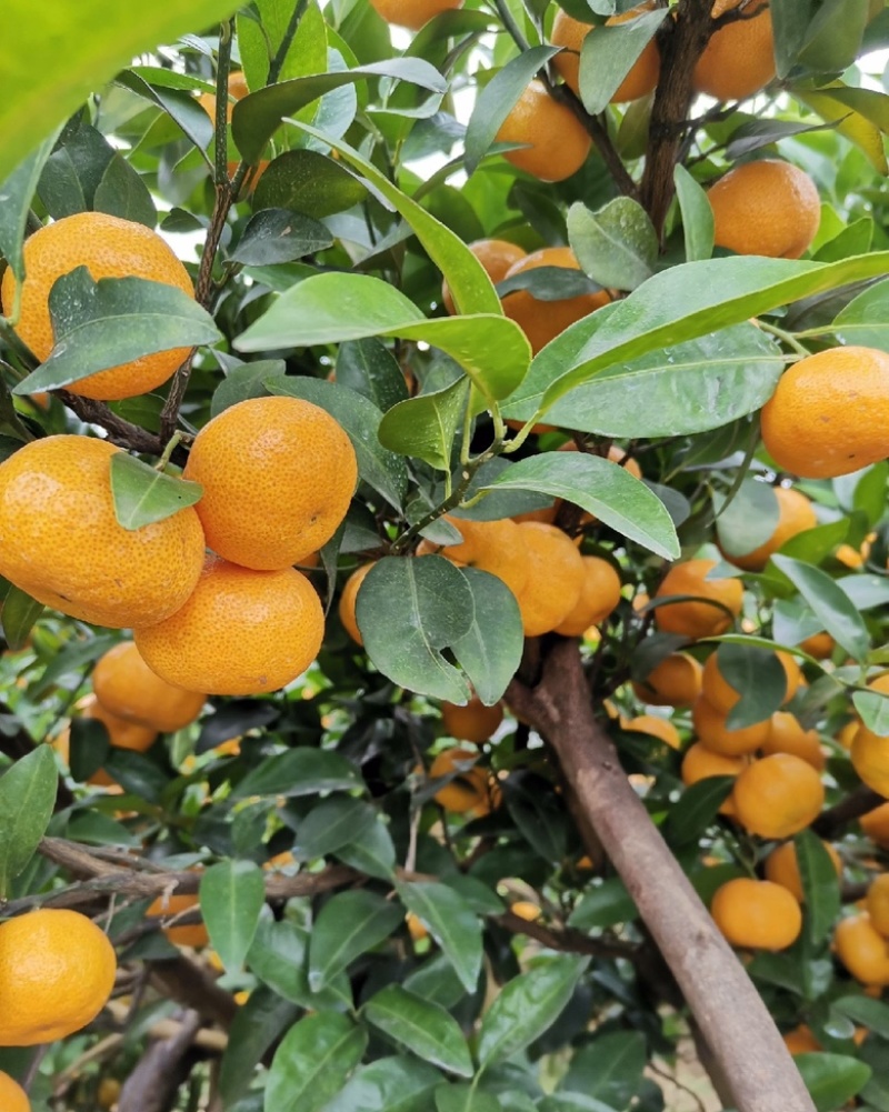 广西八月桔果肉饱满汁水充足化渣性好产地直发全国发货