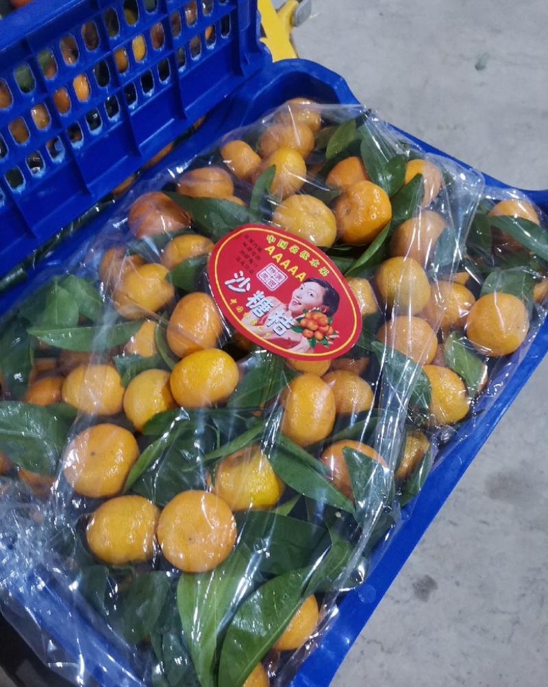 广西八月桔果肉饱满汁水充足化渣性好产地直发全国发货