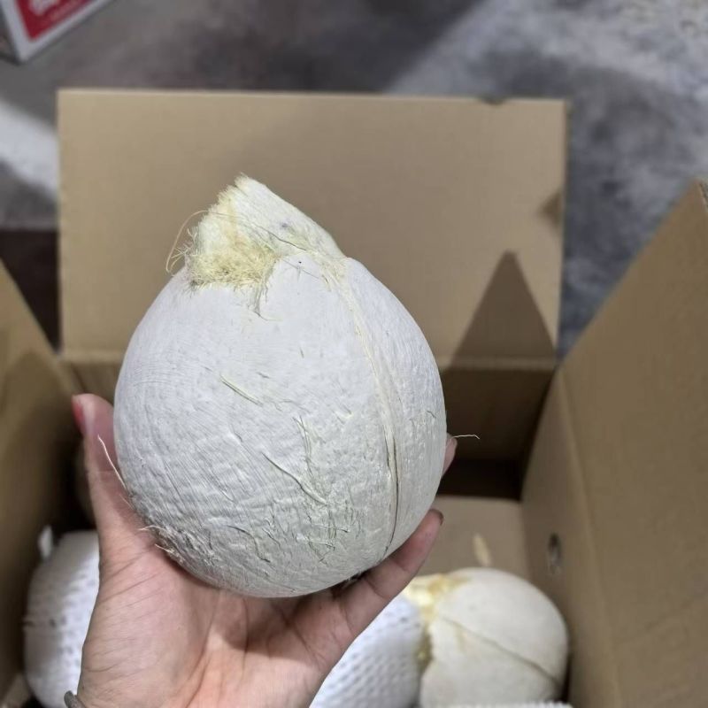 招代理-海南本地奶椰皇椰白大量批发供应一件代发电商平台