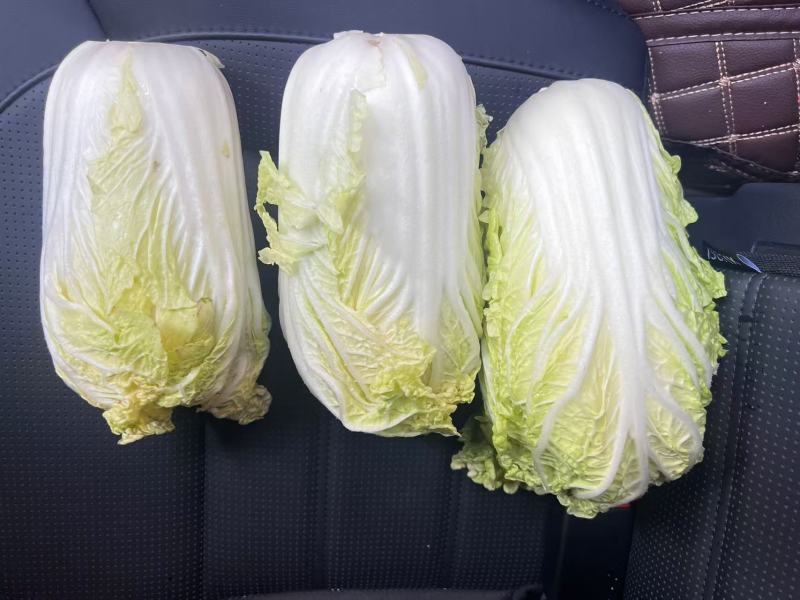 娃娃菜陆良本地娃娃菜大量上市价格便宜