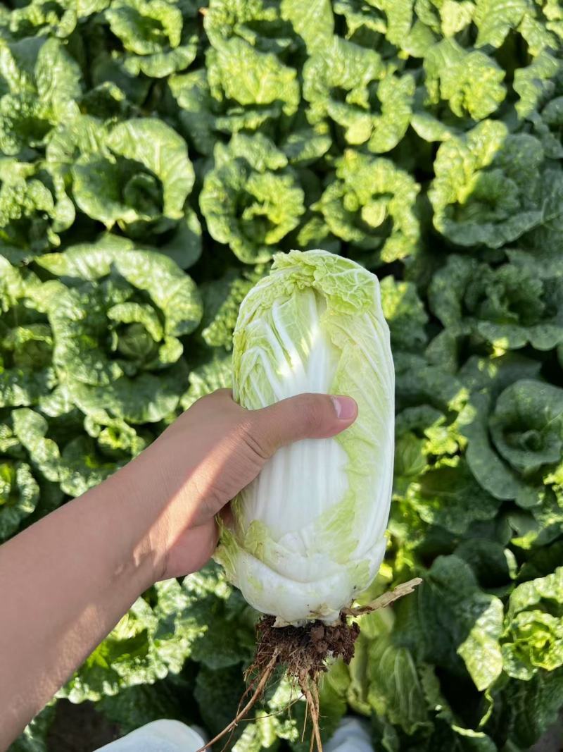 娃娃菜陆良本地娃娃菜大量上市价格便宜