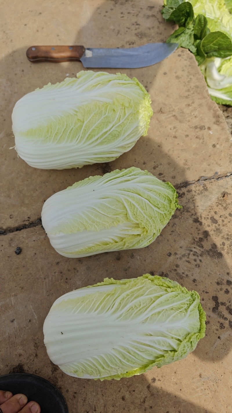 娃娃菜陆良本地娃娃菜大量上市价格便宜