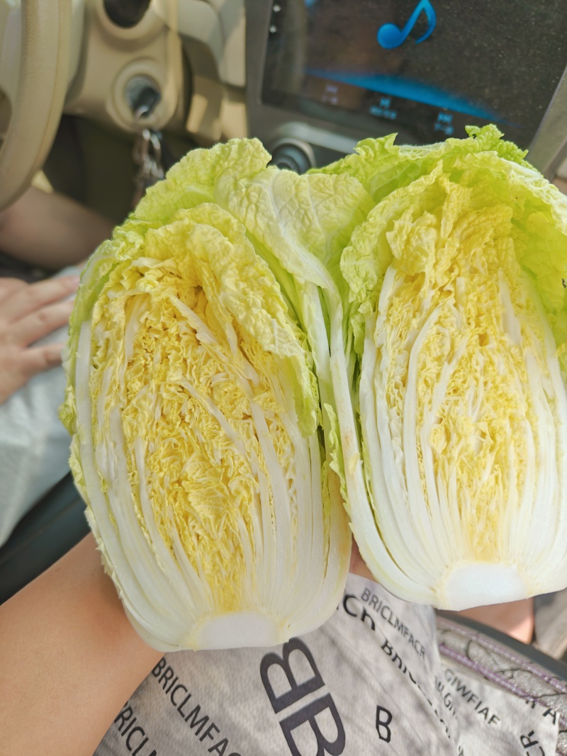 娃娃菜陆良本地娃娃菜大量上市价格便宜