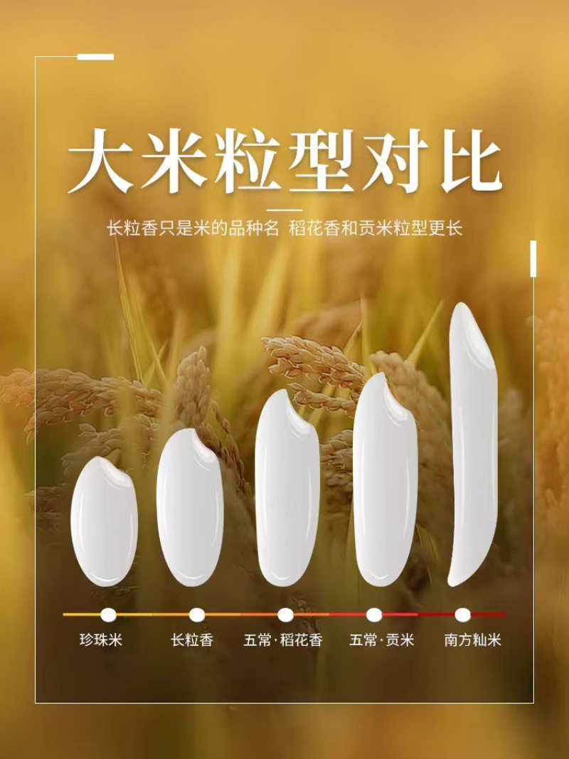 稻花香二号货源充足品质保证颗粒饱满新米稻香米