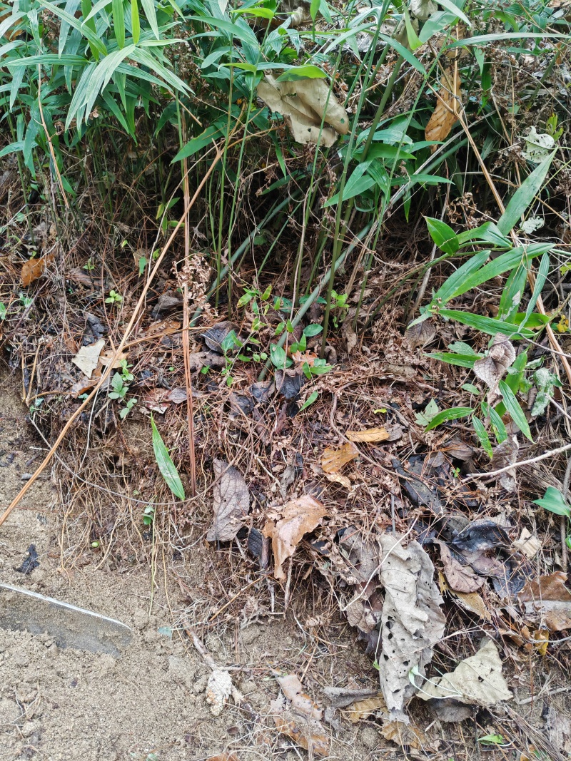 黄精包邮，野生环境下生长并且是5年的黄精不施肥不打药。