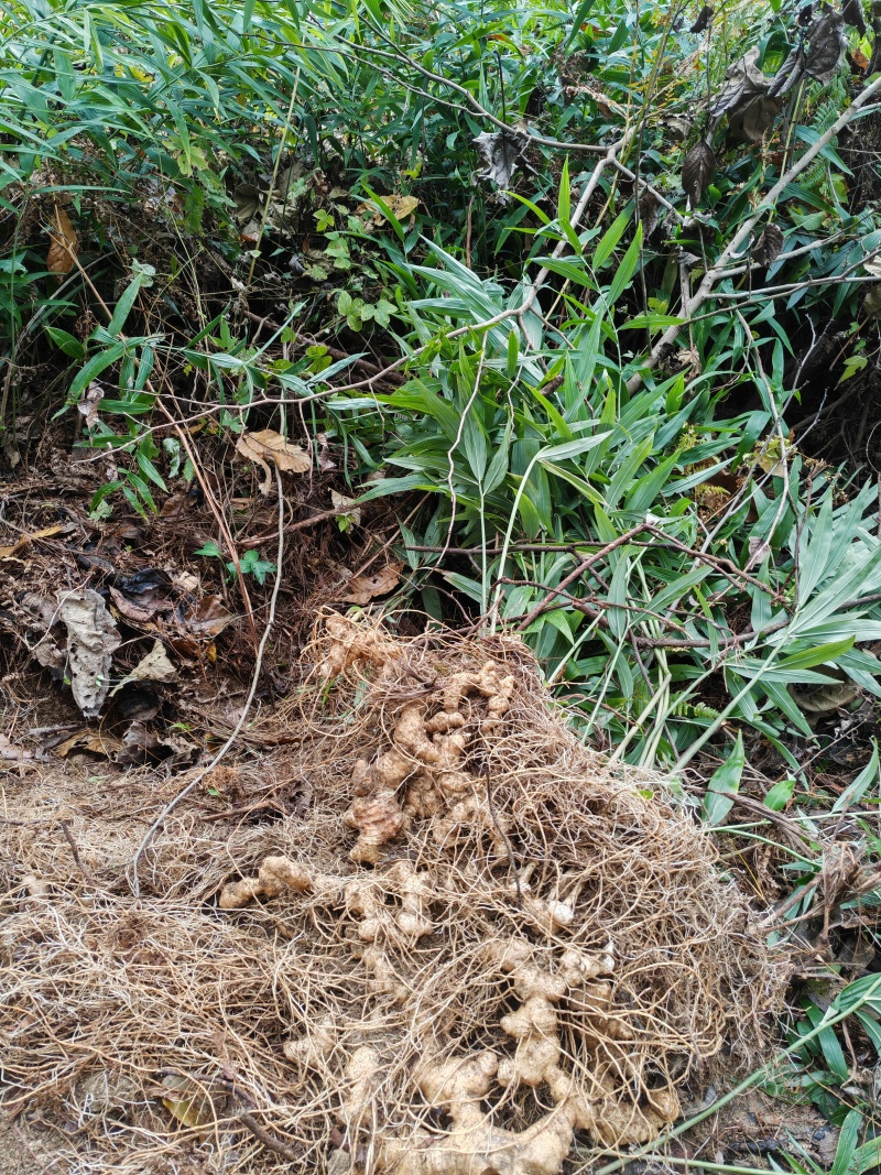 黄精包邮，野生环境下生长并且是5年的黄精不施肥不打药。