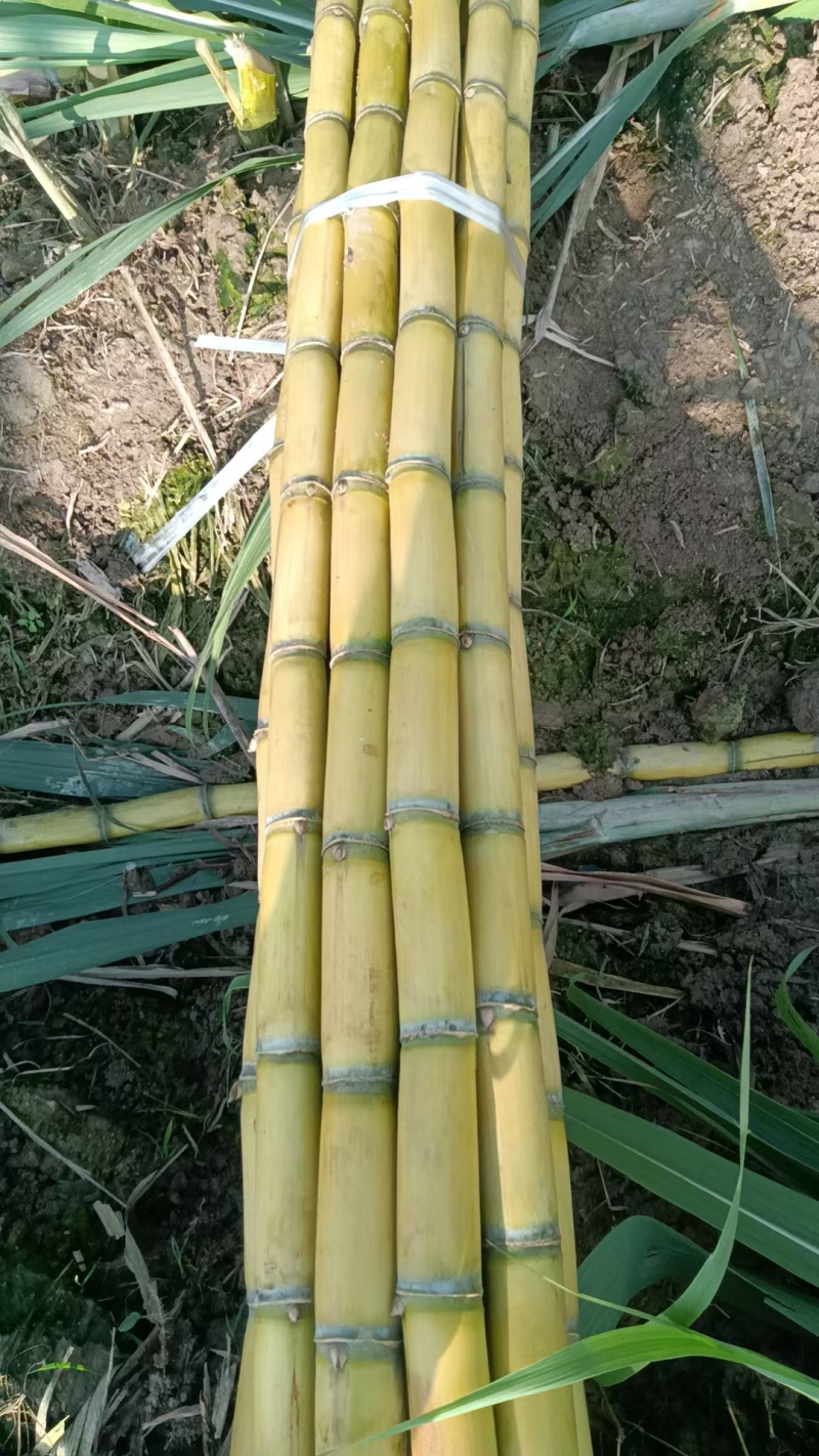 黄皮甘蔗，货源充足，产地直发，诚信经营，欢迎客商来电